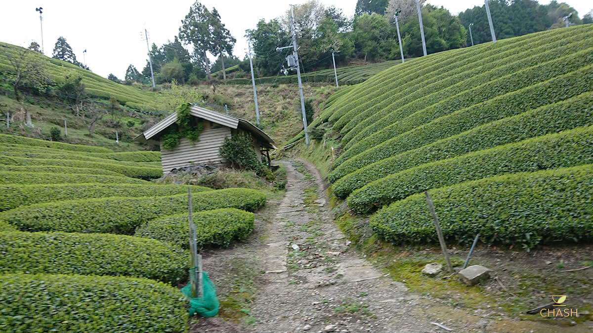 Tea Garden Path - Uji Province_ Japan (1)